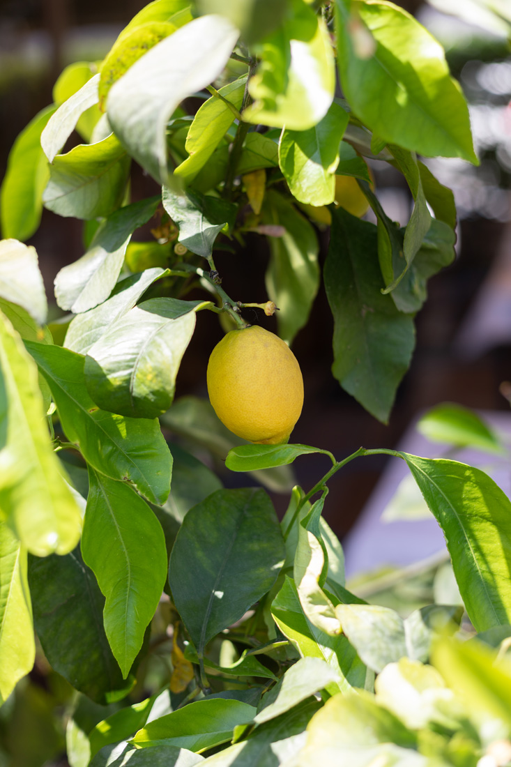 RISTORANTE-IL-CORTILETTO-ESTERNO-2025-4